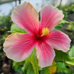 Hibiscus Fantasie Butterfly
