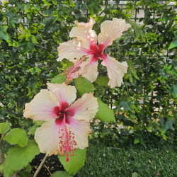 Hibiscus Rowena's Wedding