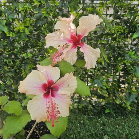 Hibiscus Rowena's Wedding