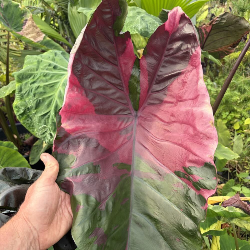 Colocasia Suksathit n°1