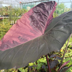 Colocasia Suksathit n°1
