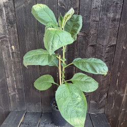 Solanum mauritianum, Tabac marron, faux tabac
