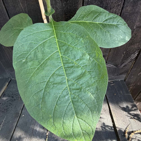 Solanum mauritianum, Tabac marron, faux tabac