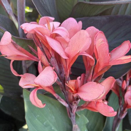 Canna Cannova® Mango