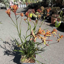 Anigozanthos Tenacity