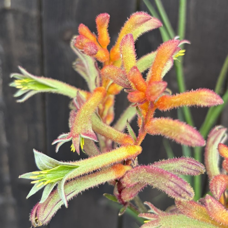 Anigozanthos Tenacity
