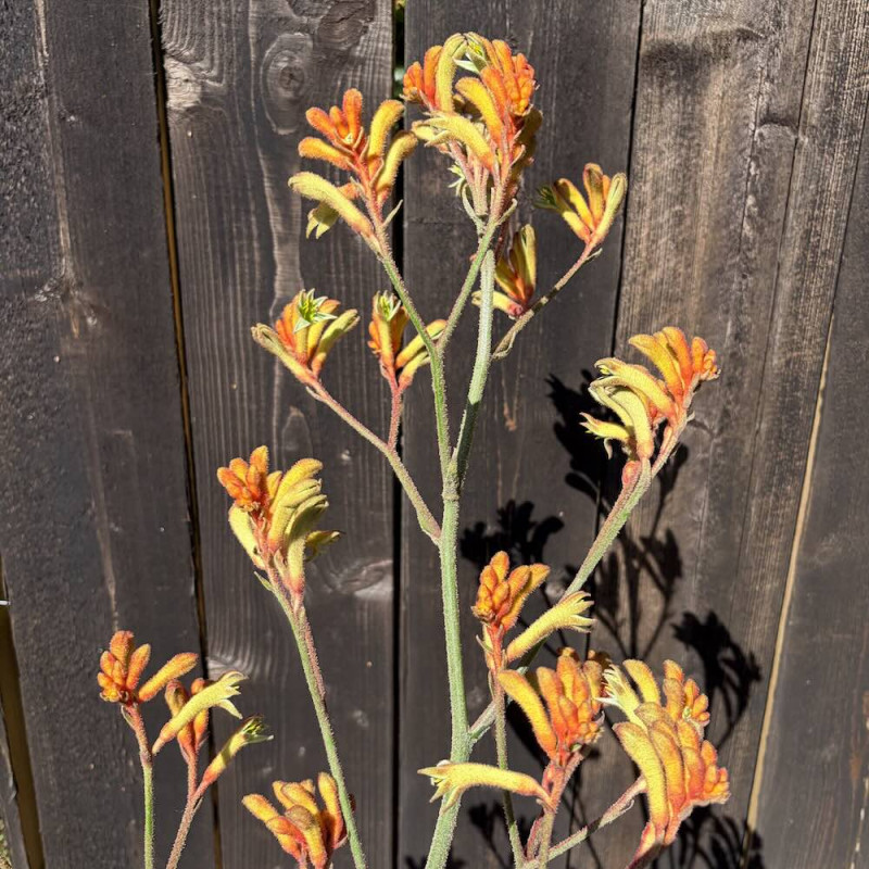 Anigozanthos Tangerine