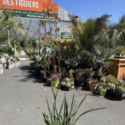 Anigozanthos Tangerine
