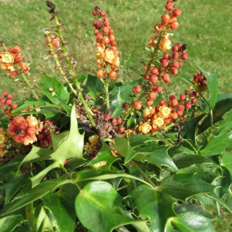 Mahonia cabaret®