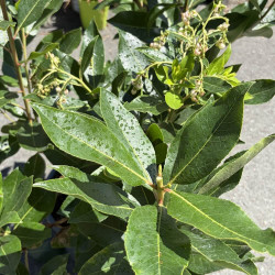 Arbutus x reyorum Marina