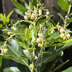 Arbutus x reyorum Marina