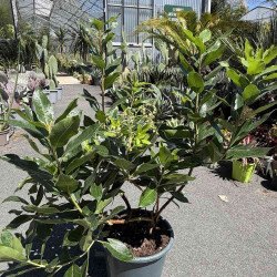 Arbutus x reyorum Marina