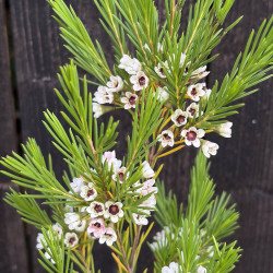Chamelaucium uncinatum