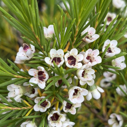 Chamelaucium uncinatum