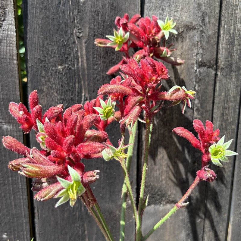 Anigozanthos Bush Fury