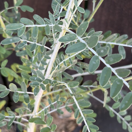 Lessertia frutescens, Sutherlandia frutescens, cancer bush