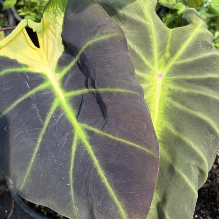 Colocasia Liner Butterfly