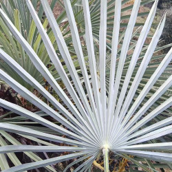Trachycarpus nanus Blue Trunked