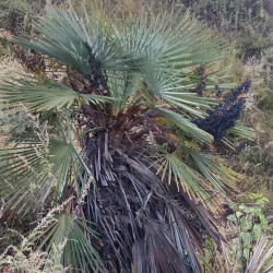 Trachycarpus nanus Blue Trunked