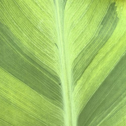 Canna Wolf Song