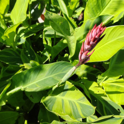 Canna Wolf Song