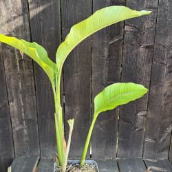 Heliconia wagneriana