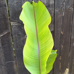Heliconia wagneriana