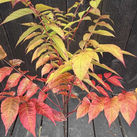 Picrasma quassioides