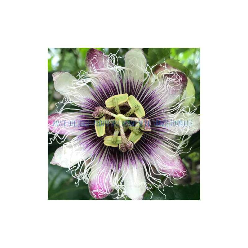 Passiflora edulis Pointe Rose