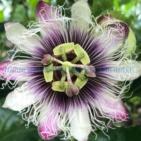 Passiflora edulis Pointe Rose
