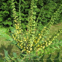 Mahonia charity®