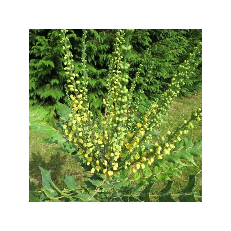 Mahonia charity®