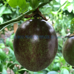 Passiflora edulis Pointe Rose