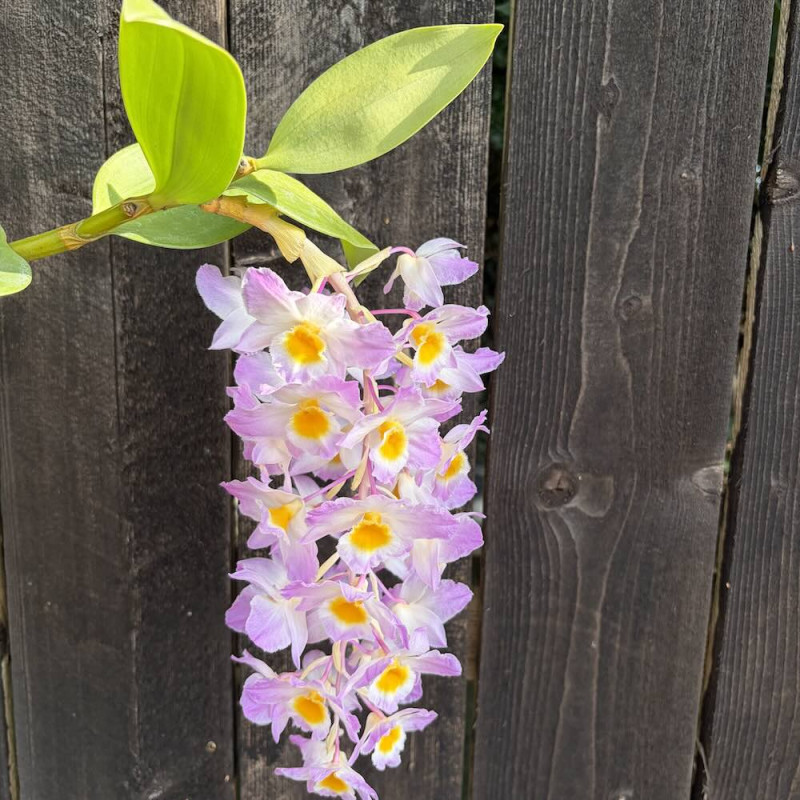 Dendrobium amabile