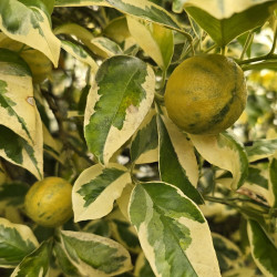 Citrus aurantium variegata - Collection Mas Bachès