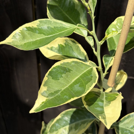 Citrus aurantium variegata - Collection Mas Bachès