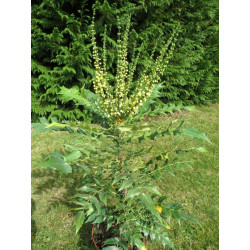 Mahonia charity®