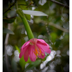 Passiflora tripartita mollissima