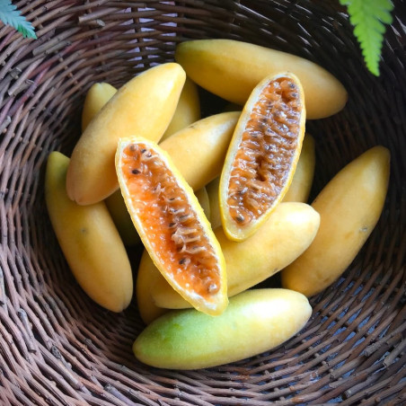 Passiflora tripartita mollissima