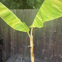 Musa Ice Cream Variegata