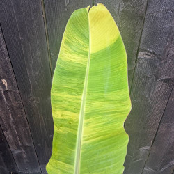 Musa Ice Cream Variegata