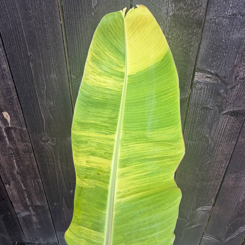 Musa Ice Cream Variegata