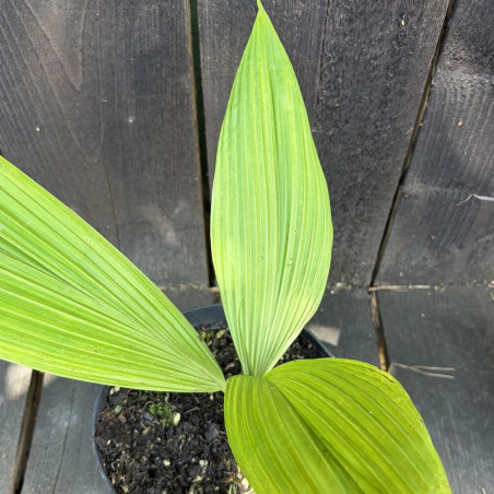 Curculigo capitulata