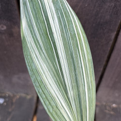 Curculigo capitulata variegata