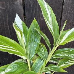 Alpinia galanga variegata
