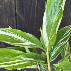 Alpinia galanga variegata