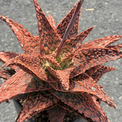 Aloe Adeline - Collection Guy Piret