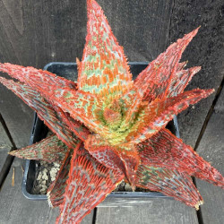 Aloe Little Red, hybride n°1 - Collection Guy Piret