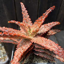 Aloe Dragon Scale - Collection Guy Piret