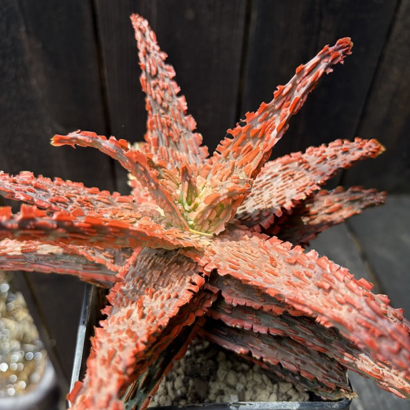 Aloe Dragon Scale - Collection Guy Piret